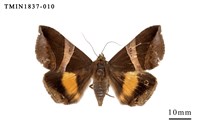 藏品(蘭嶼島的昆蟲相)的圖片